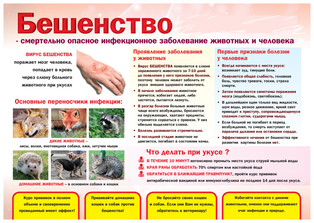 Осторожно_Бешенство_2024.jpg