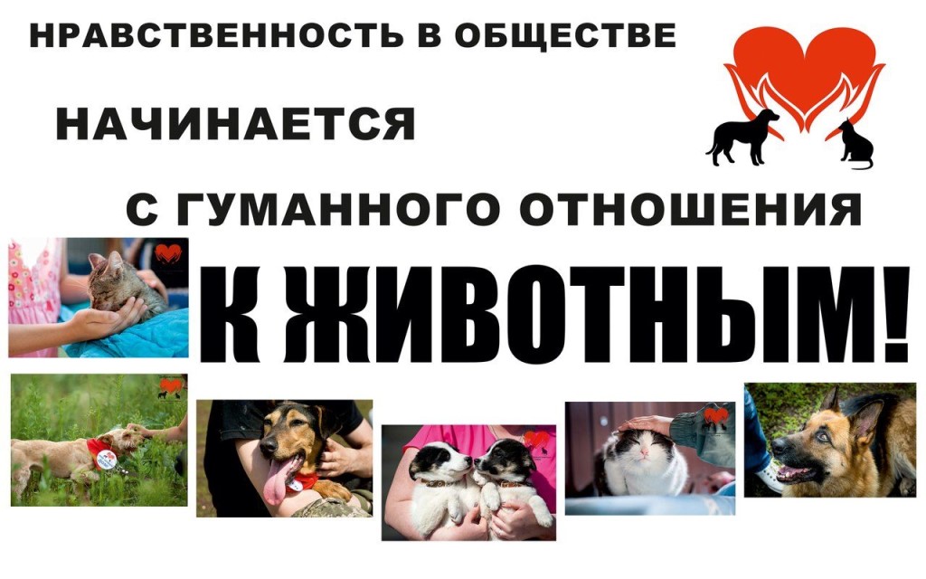 гумманость.jpg